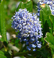 Blue Blossom Ceanothus flower.  By Stan Shebs, CC BY-SA 3.0, https://commons.wikimedia.org/w/index.php?curid=3232069