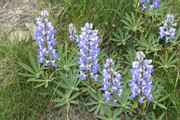 Lupine flowers.  By Walter Siegmund (talk) - Own work, CC BY-SA 3.0, https://commons.wikimedia.org/w/index.php?curid=4592853