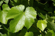 California Wild Grape leaves.  https://commons.wikimedia.org/wiki/File:Vitis_californica_at_Caswell_Memorial_State_Park_spring_leaves.jpg