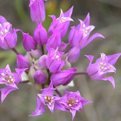 Hookers Onion - Bare Root
