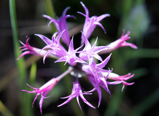 Hooker's Onion Main Product Image
