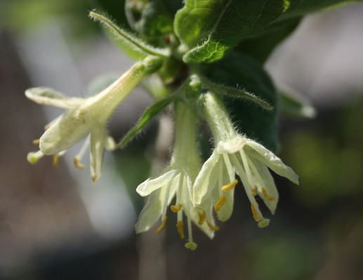 Honeyberry flowers.  https://www.flickr.com/photos/fluffymuppet/7026258795 Lonicera caerulea kamtschatika