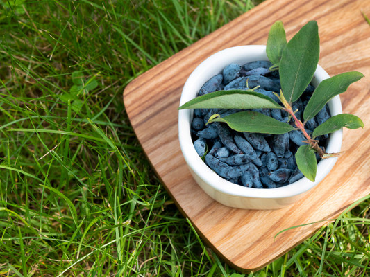 Harvested Bowl of Honeryberries