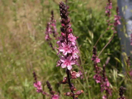 Henderson's Checkermallow bush.  By Dillon Jeff, U.S. Fish and Wildlife Service, https://commons.wikimedia.org/w/index.php?curid=24905146