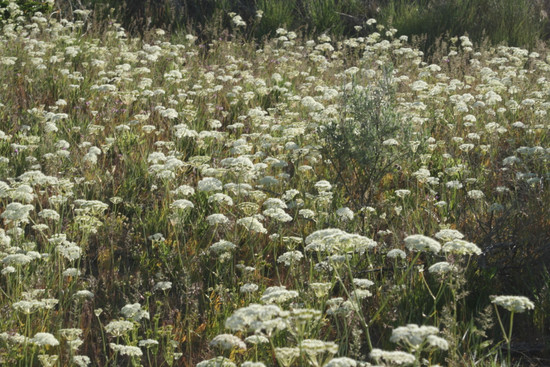 Location: Council, ID
Date: May 16 2008
Credit: Clint Shock
Species: Perideridia gairdneri