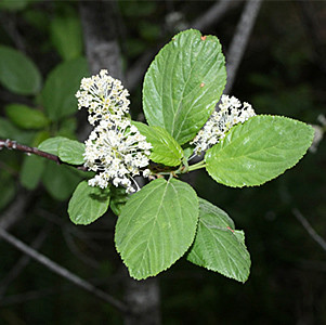 Redstem Ceanothus (Ceanothus sanguineus)