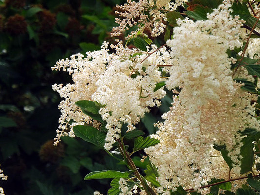 Redstem Ceanothus (Ceanothus sanguineus)
