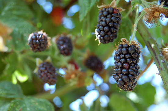 Marionberry