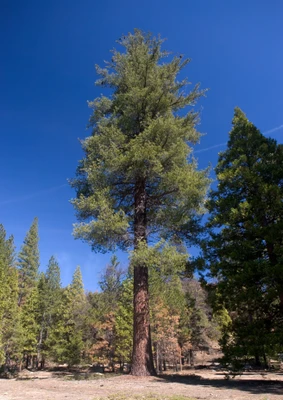 Sugar Pine Mature Tree