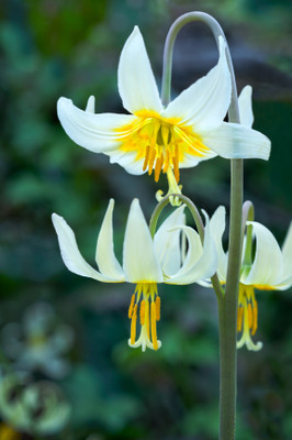 ID <a href="https://www.dreamstime.com/stock-photo-trees-forest-surrounded-meadow-fawn-lily-flowers-white-species-name-erythronium-oregonum-image90077062">90077062</a> @ <a href="https://www.dreamstime.com/visionarts_info">Visionarts</a> | <a href="https://www.dreamstime.com/">Dreamstime.com</a>