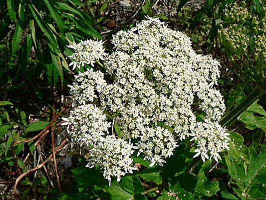 Cow Parsnip flowers