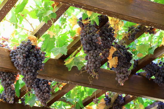 Frontenac 'Gris' - Juice-Wine Grape ~ Bundle of 3 Bare-root