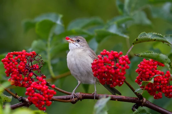 Red Elderberry (Sambucus racemosa)