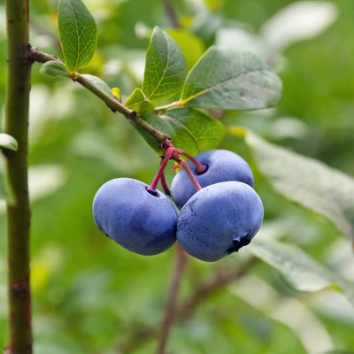 Bog Blueberry berries (Vaccinium uliginosum)