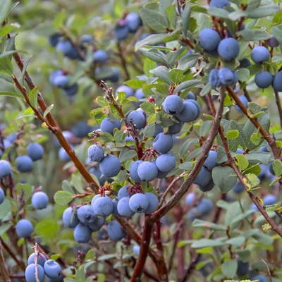 Bog Blueberry (Vaccinium uliginosum)