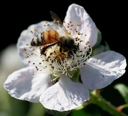 Bee visiting a blackberry flower