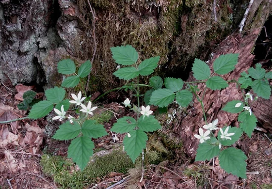 Blackberry flowers and foliage