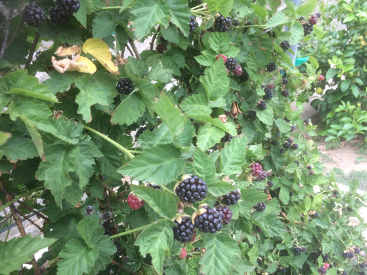 Ripe boysenberries on the vine