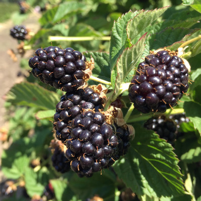 Ripe olallieberries and leaves