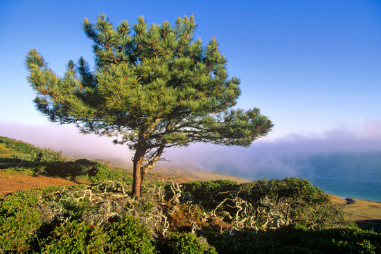 Coastal Guild - Torrey Pine in its native habitat