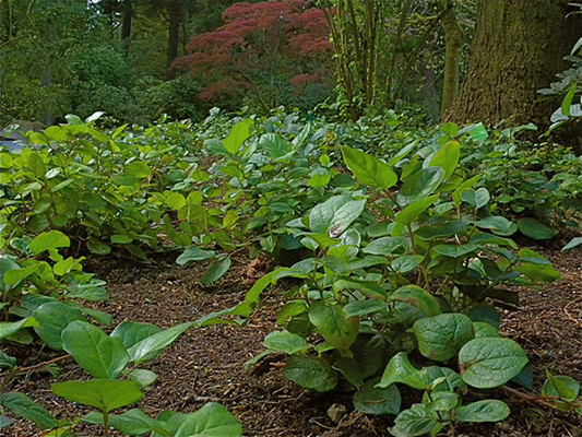 Salal berry patch