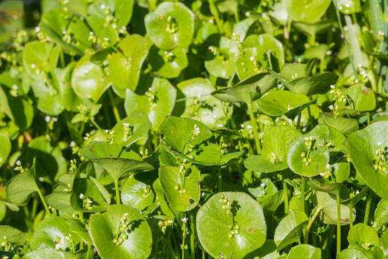 Groundcover Guild
