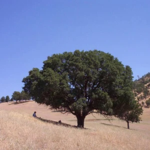 California Black Oak (Quercus kelloggii)