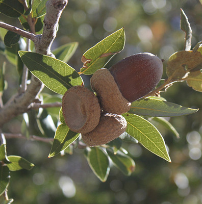 Canyon Live Oak nuts.  By Ewen Roberts from San Diego, CA, United States - Acorns, CC BY 2.0, https://commons.wikimedia.org/w/index.php?curid=9748179