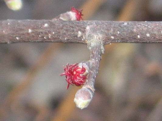 California Hazelnut flower.  By Jomegat - Own work, GFDL, https://commons.wikimedia.org/w/index.php?curid=3909941