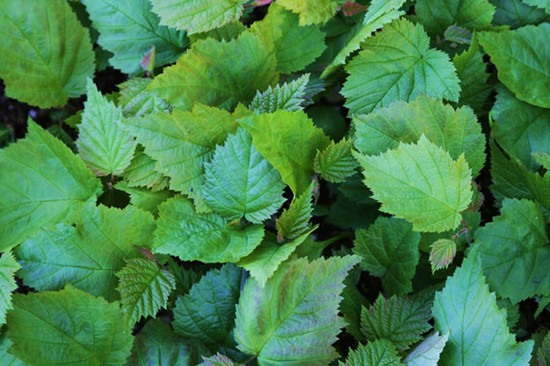 California Hazelnut leaves