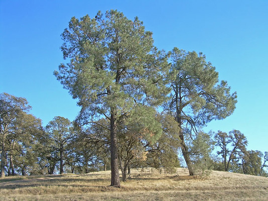 California Foothill Pine trees.  By Roarofthefour at Flickr - Flickr, CC BY-SA 2.0, https://commons.wikimedia.org/w/index.php?curid=5967506