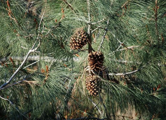 California Foothill Pine (Pinus sabiniana)