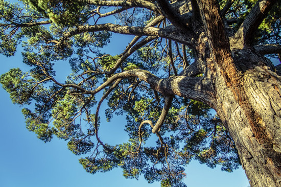 Pinyon Pine tree