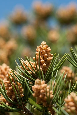 Pinyon Pine nuts