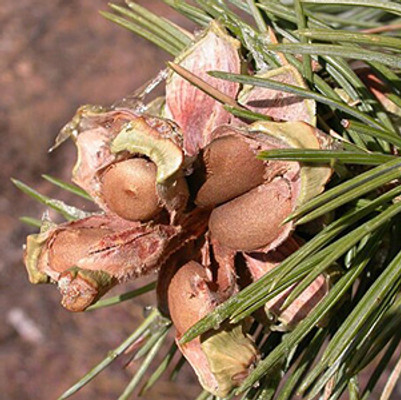 Pinyon Pine