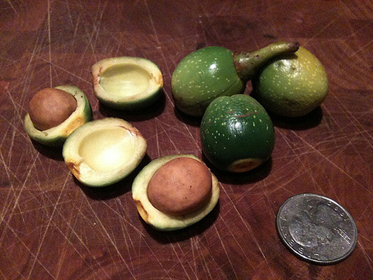 California Bay Laurel produce