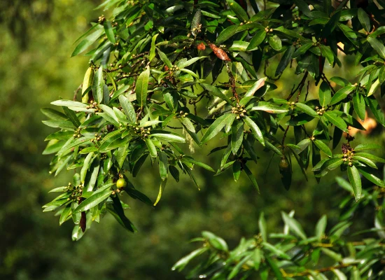 California Bay Laurel (Umbellularia californica)
