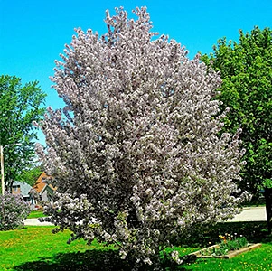 Pacific Crabapple (Malus fusca, Pyrus fusca)