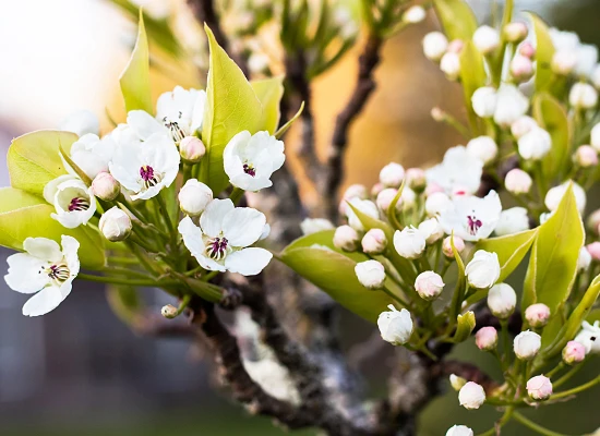 Pacific Crabapple (Malus fusca, Pyrus fusca)