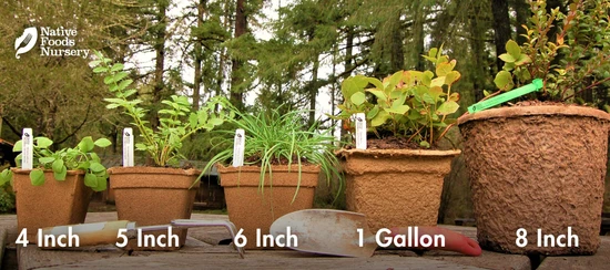 Pot sizing guide showing the plant sizes we ship