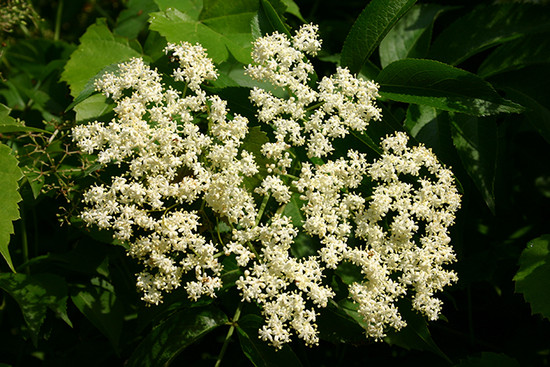 Black Elderberry flowers.  By I, SB Johnny, CC BY-SA 3.0, https_commons.wikimedia.org_w_index.php_curid=2374749.jpeg