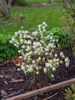 Saskatoon Serviceberry bush