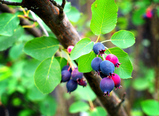 Saskatoon Serviceberry (Amelanchier alnifolia)