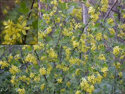 Golden Currant flowers