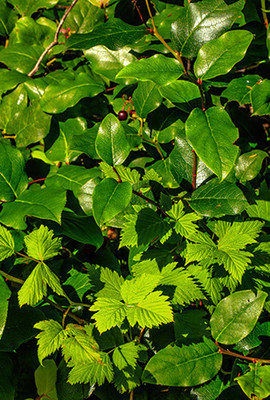 Salal Berry leaves.  By Murray Foubister - https://www.flickr.com/photos/mfoubister/21560054525/, CC BY-SA 2.0, https://commons.wikimedia.org/w/index.php?curid=51926062