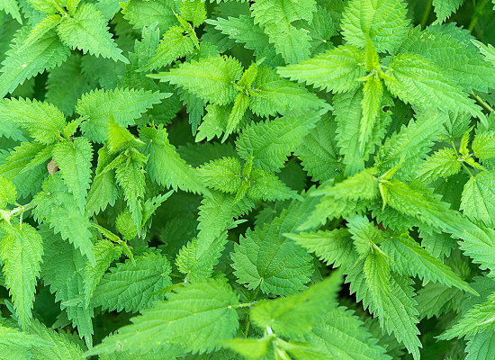Common Nettle Main Product Image