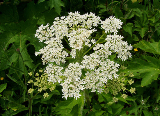Cow Parsnip (Heracleum maximum/lanatum)