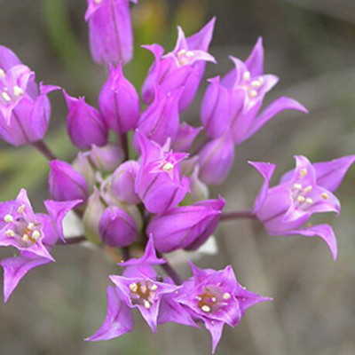 Hooker's Onion flower