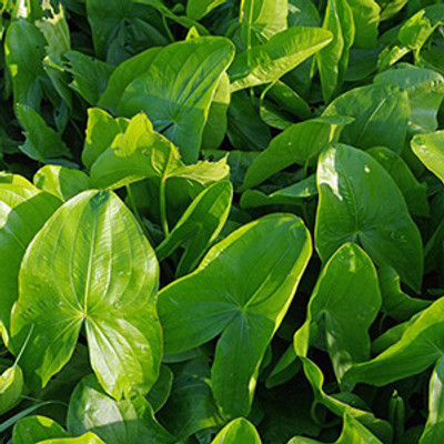 Indian Potato leaves