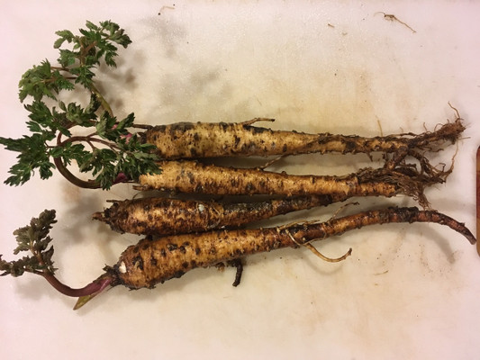 Fernleaf Biscuitroot produce